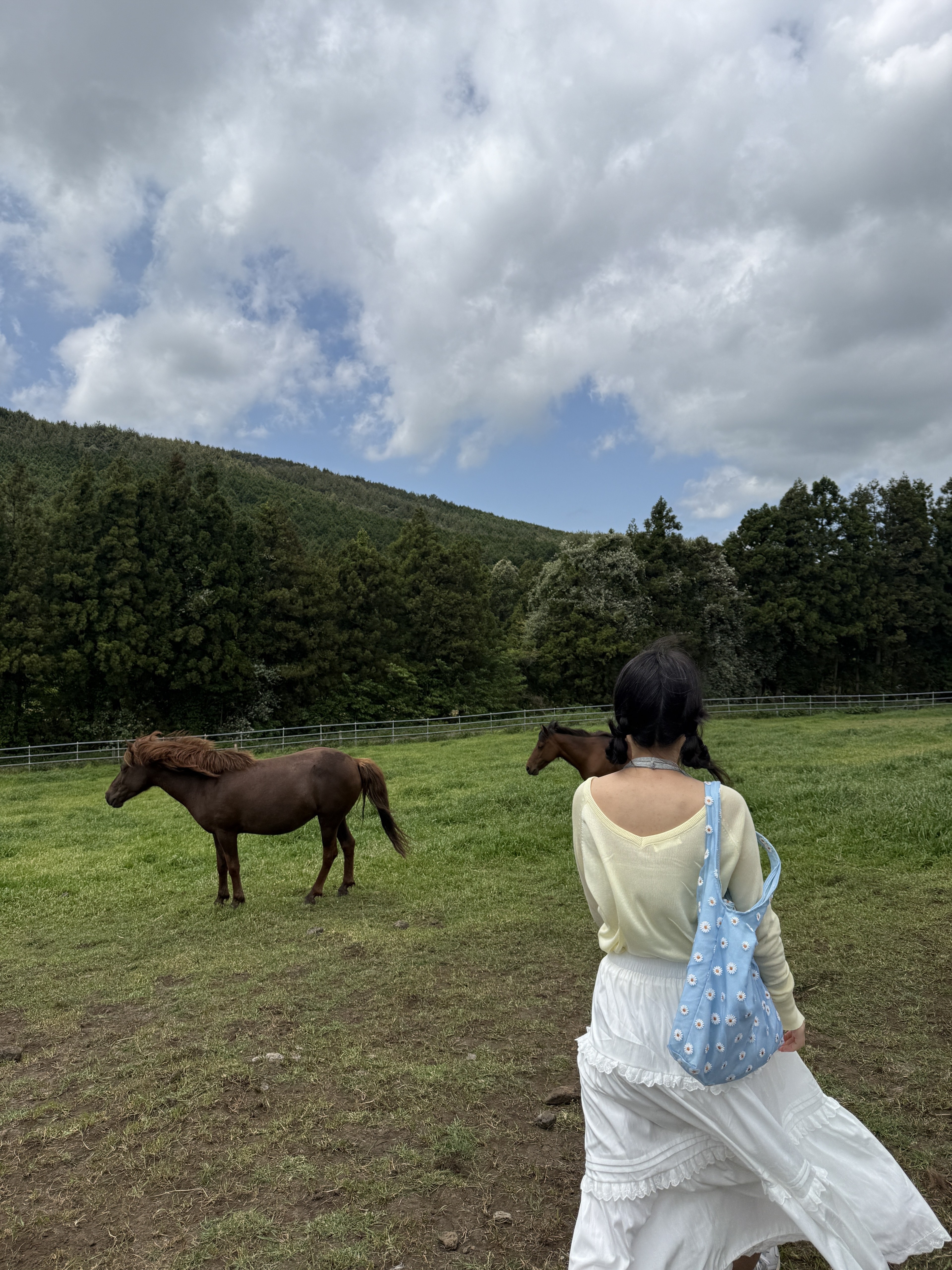 Jeju Horses