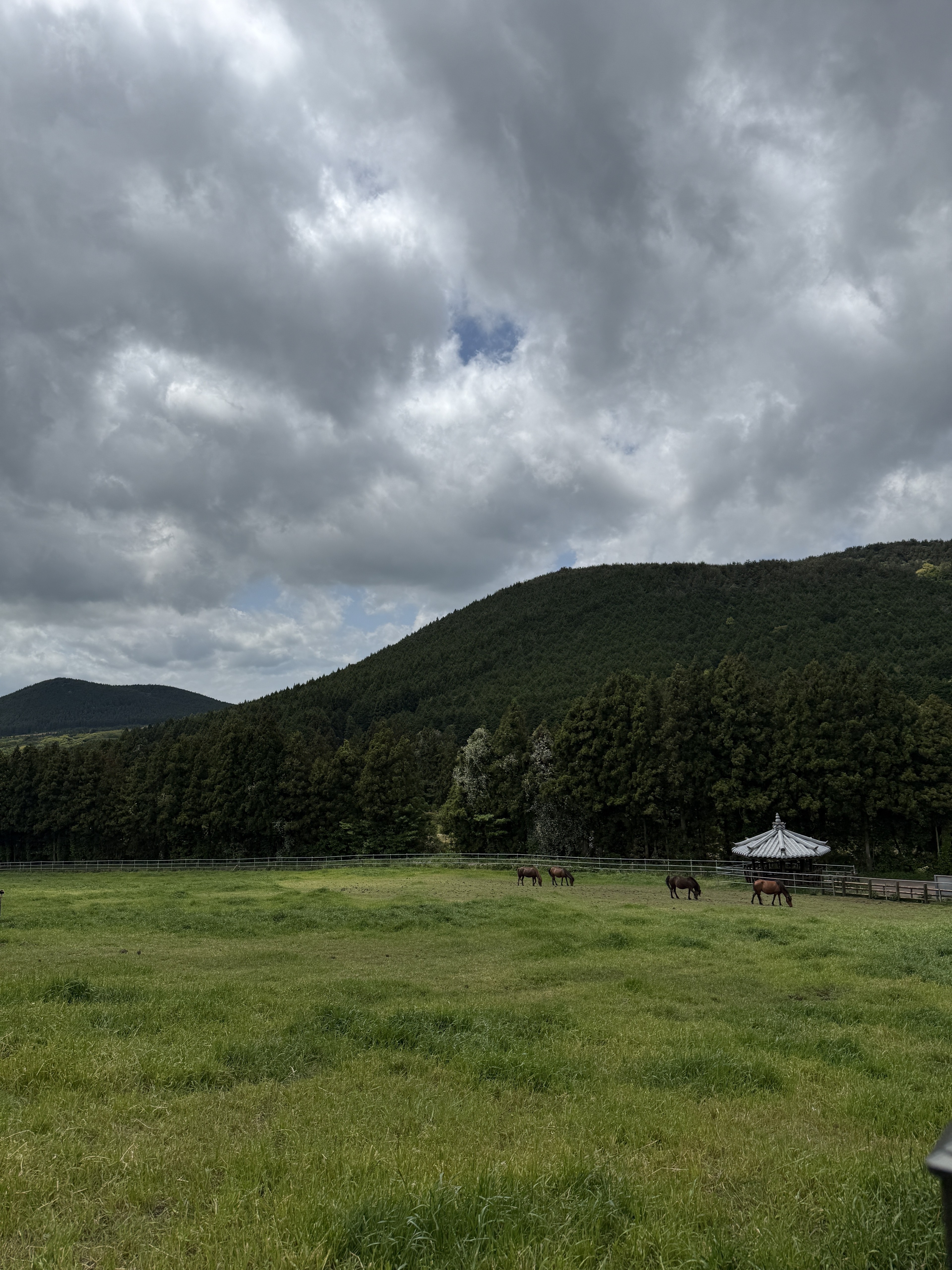Horses at Gaeoreum