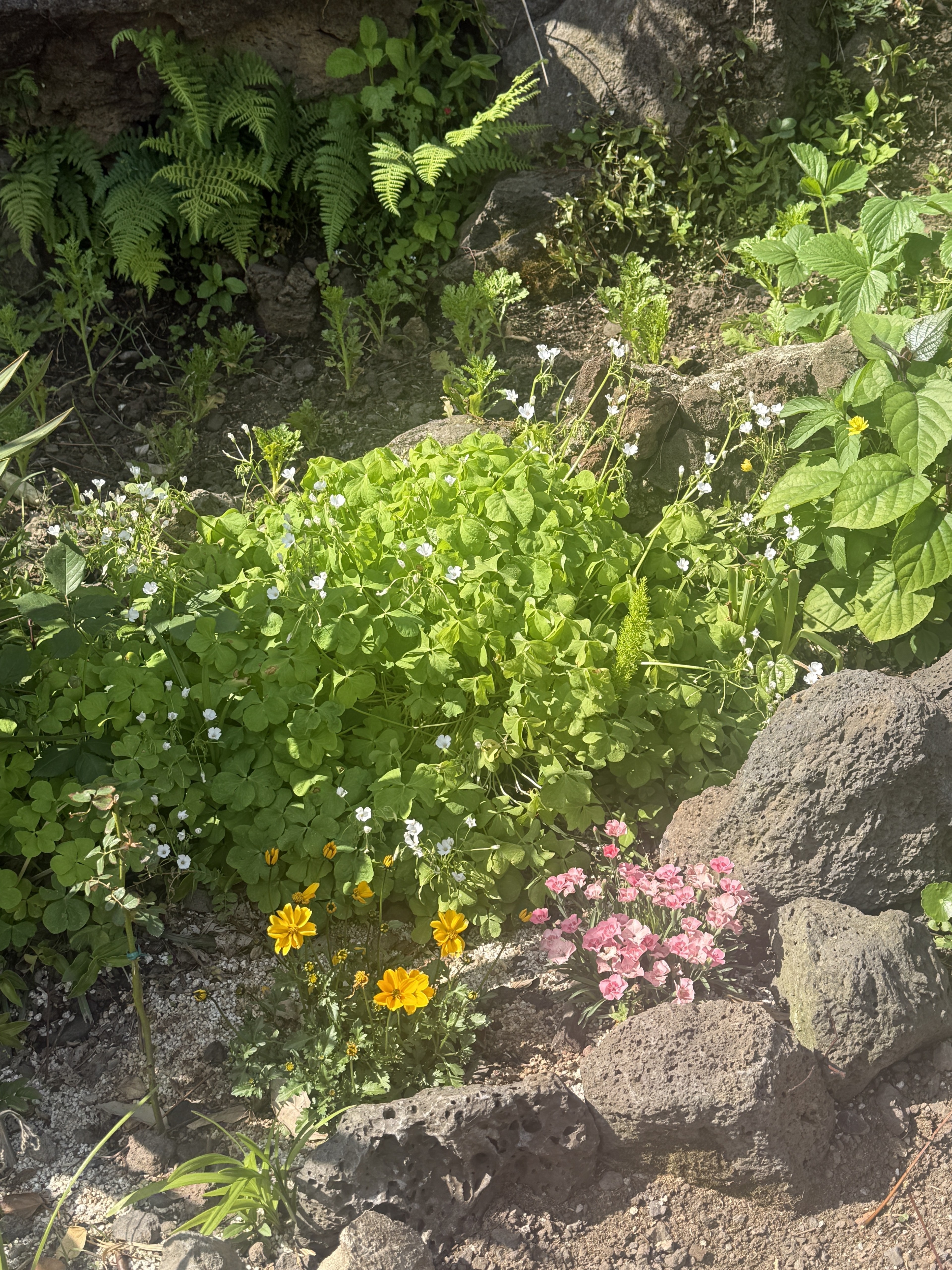 Cafe Garden
