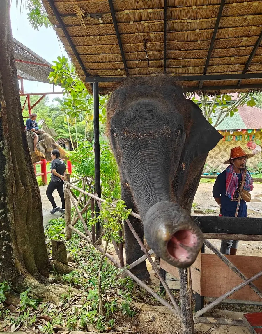 People interacting with elephants at a sanctuary