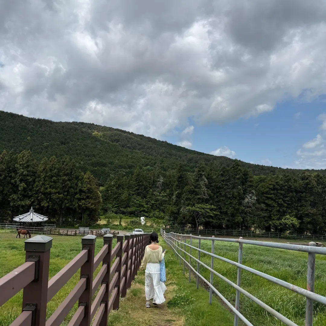 Horses grazing in Jeju