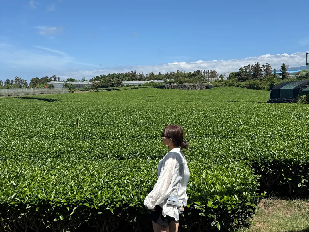 Matcha farm view