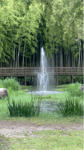 Peaceful pond with a small fountain