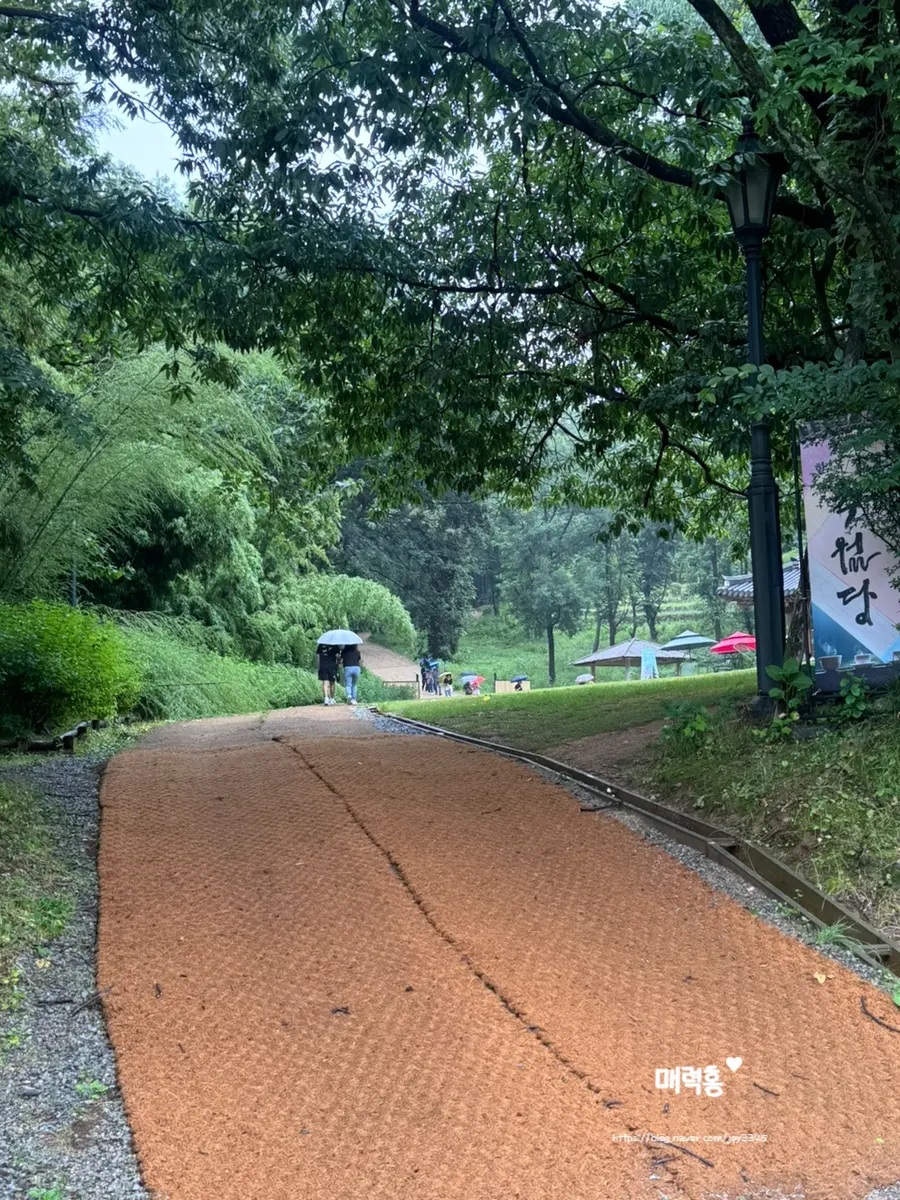Stairs leading up to the forest path