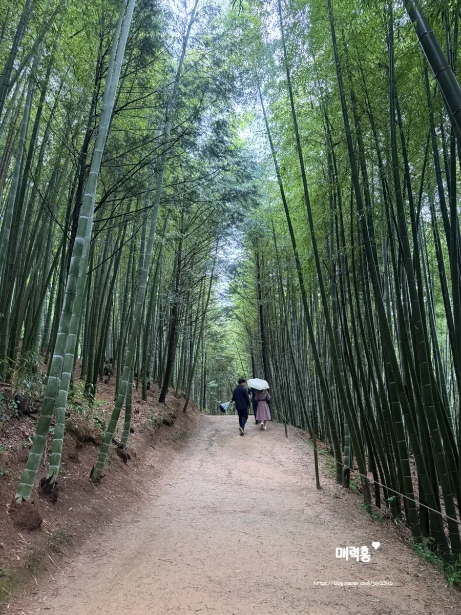 Dense bamboo canopy blocking the rain