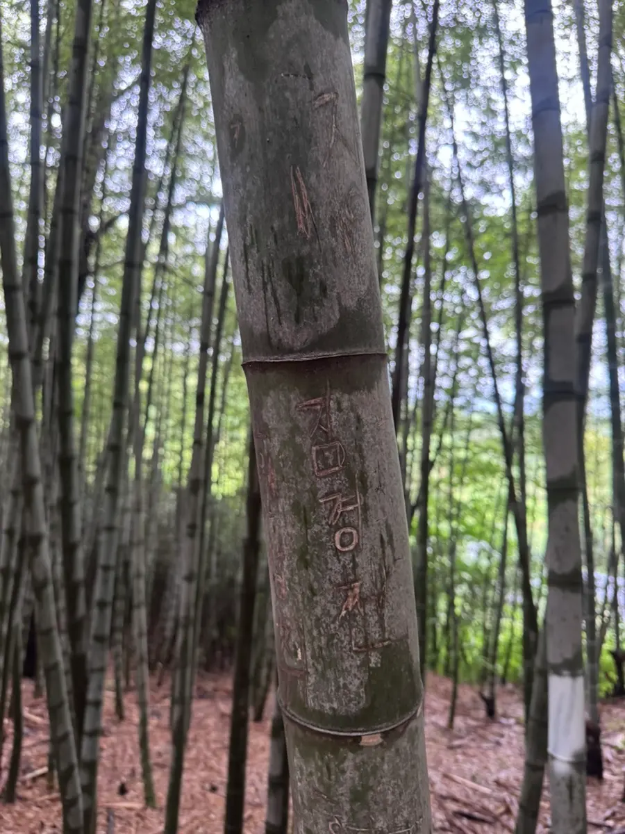 Bamboo stalks with carved graffiti