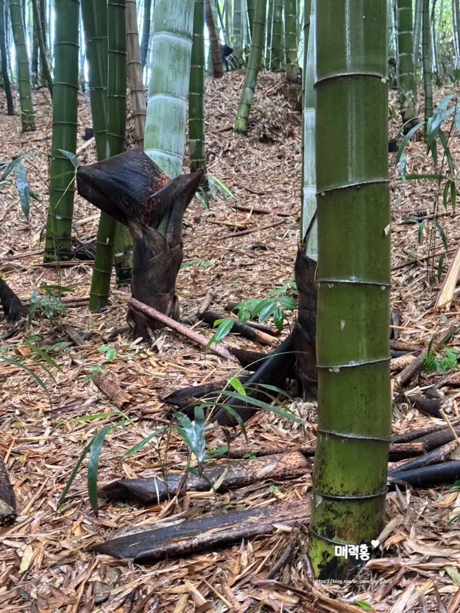 Young bamboo shoots growing from the ground
