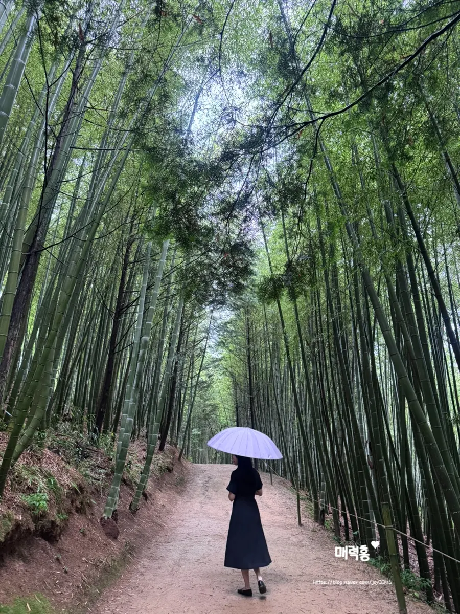 Author walking through Juknokwon in formal wear