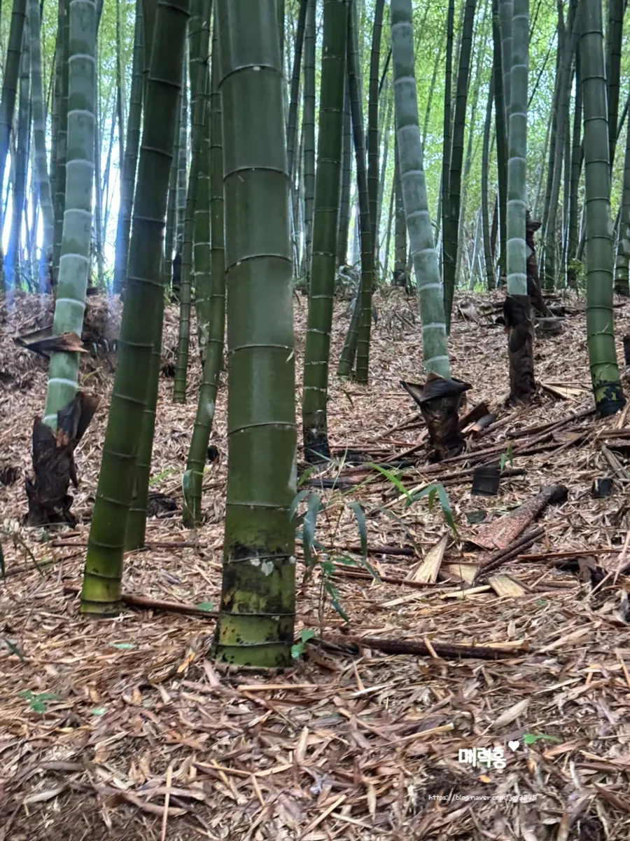 Fresh bamboo shoots popping up