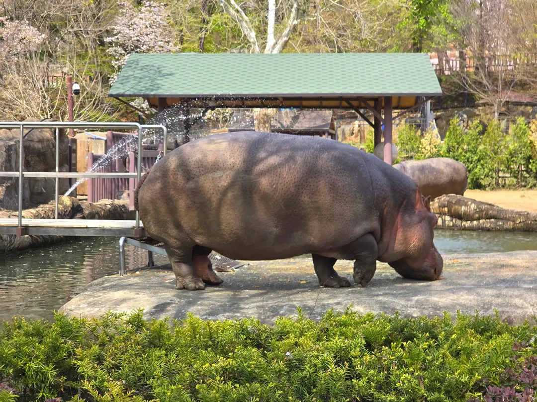 Zoo Animals