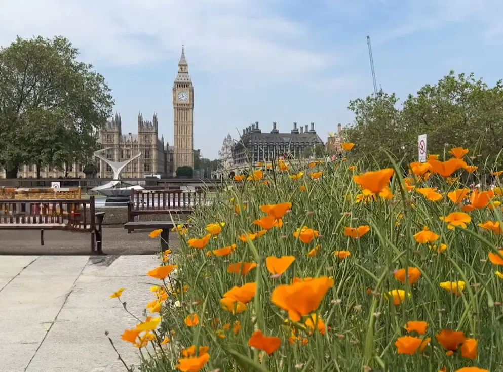 Garden View of Big Ben