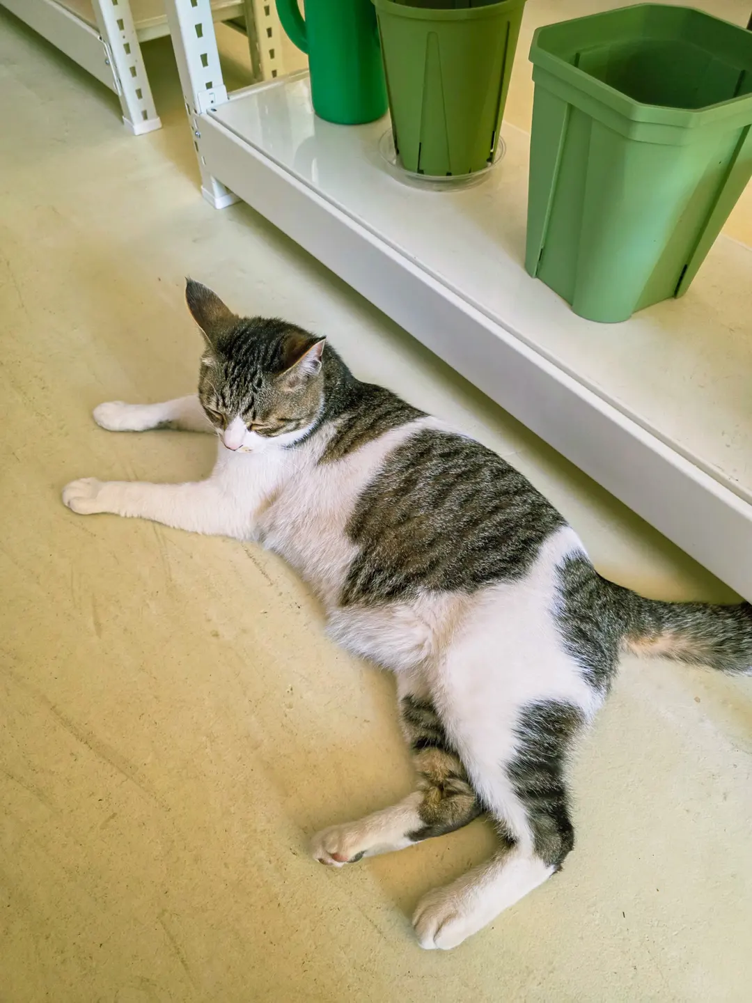 น้องแมวน่ารักในคาเฟ่ Old City