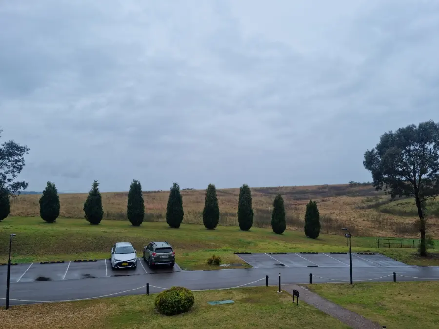 Kangaroos on the Hill