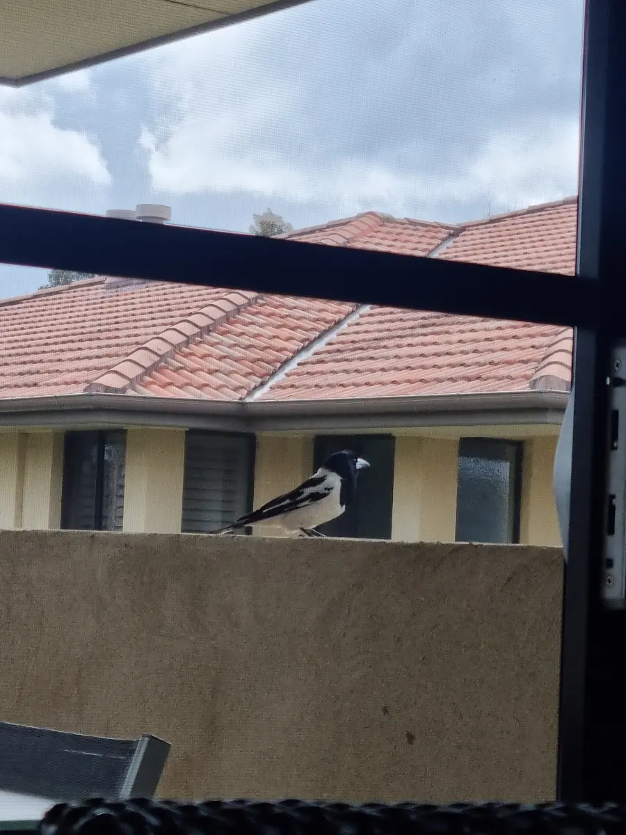 A friendly magpie visiting us during brunch