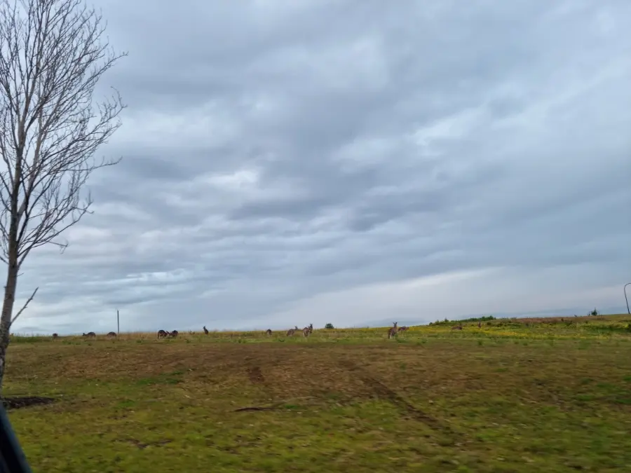 Wild Kangaroos on Property