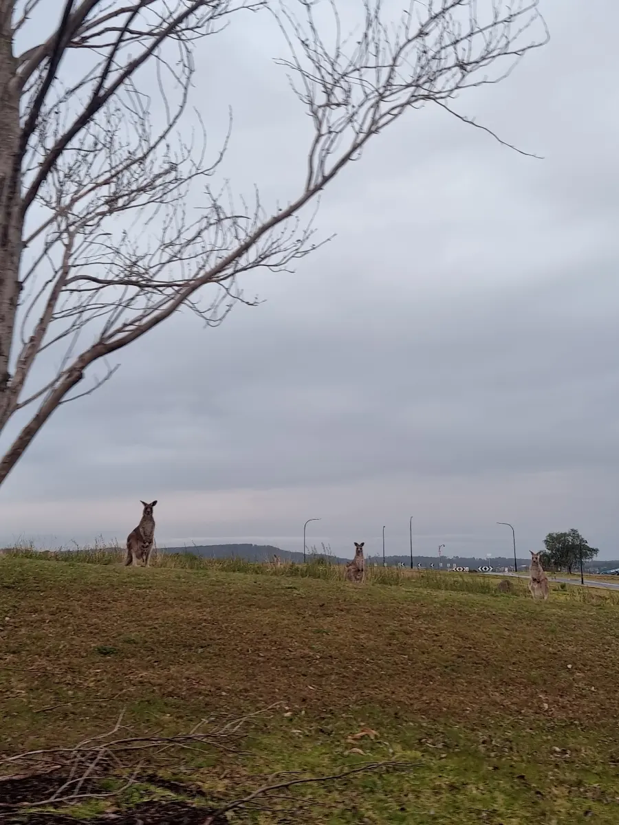 Kangaroos on Golf Course