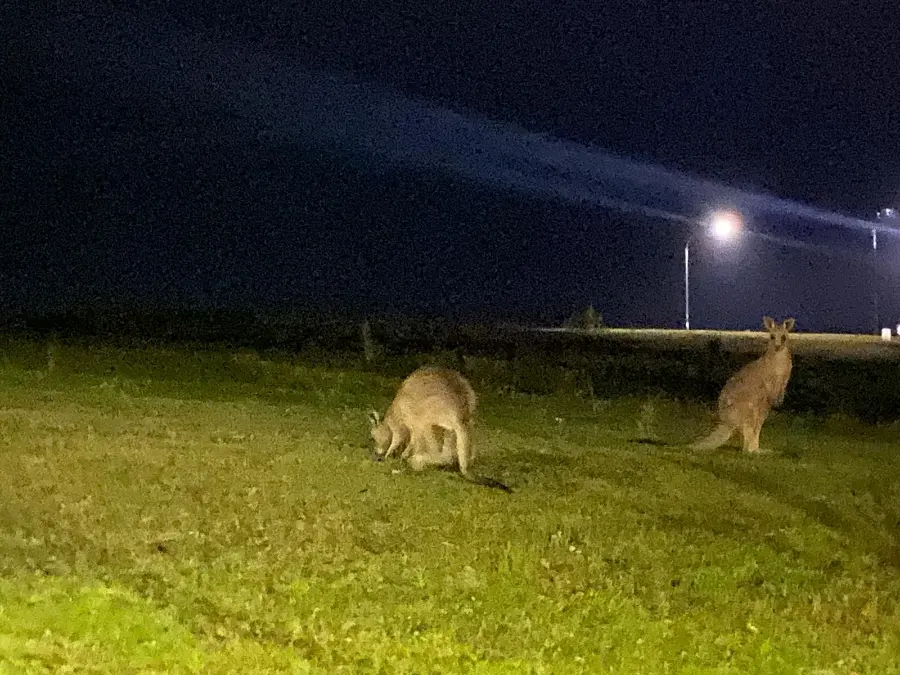 Kangaroos Grazing