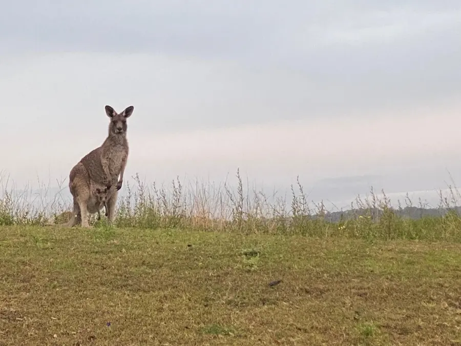 Close-up of Kangaroo