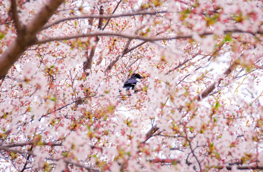 青空と緑の芝生