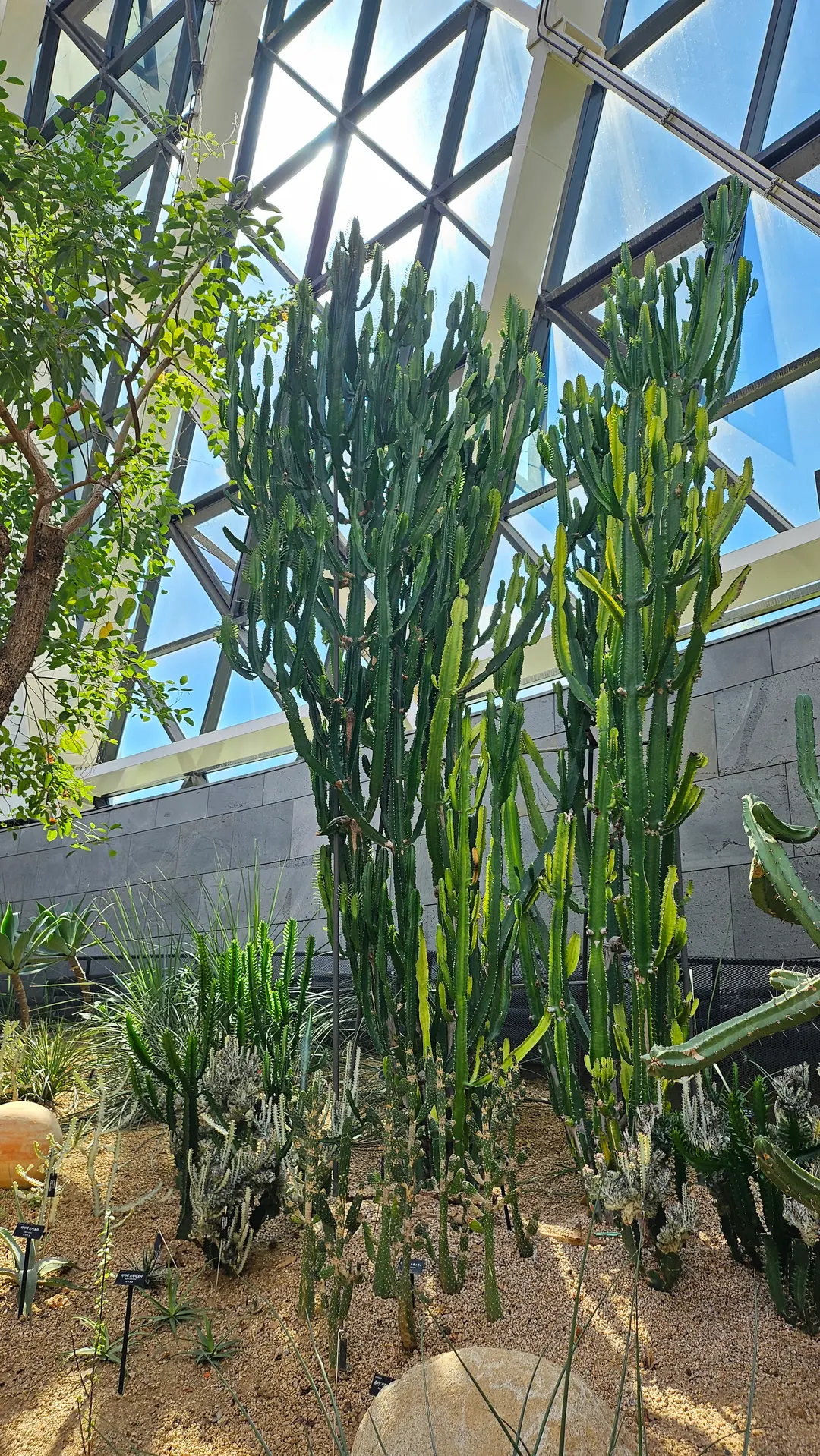 Cactus and succulent garden