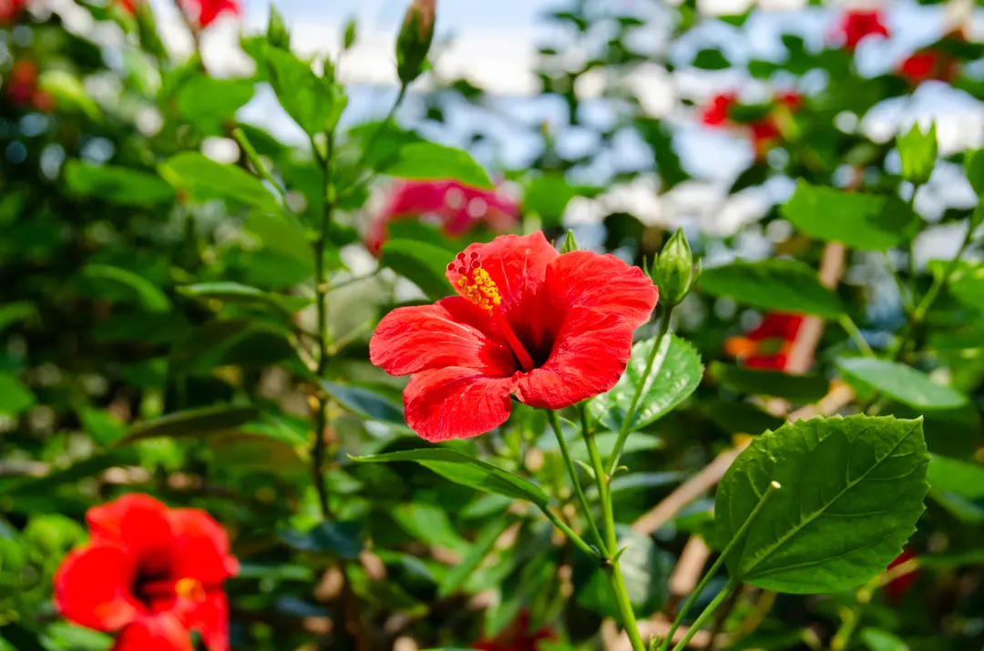 Unique tropical foliage
