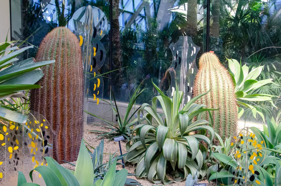 Giant desert cacti
