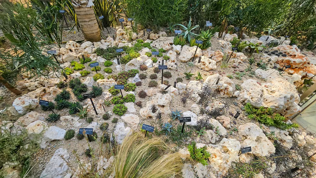 Succulent collection