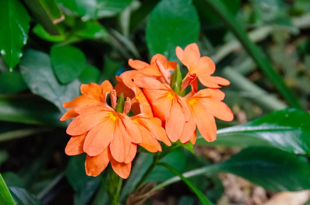 Colorful tropical blossoms
