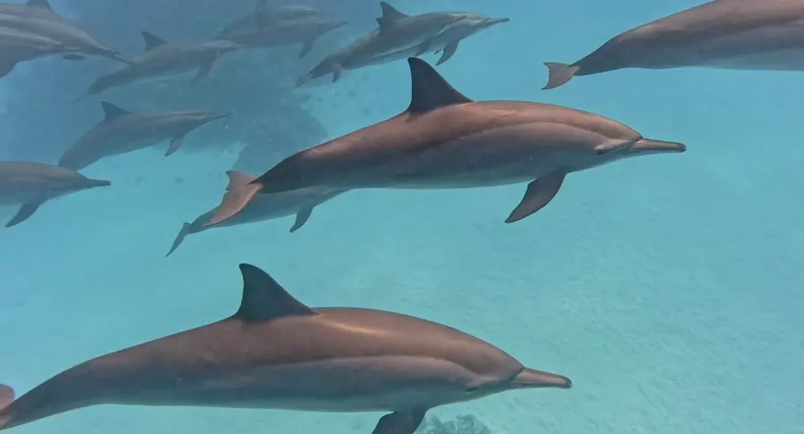 Snorkeling in the deep blue