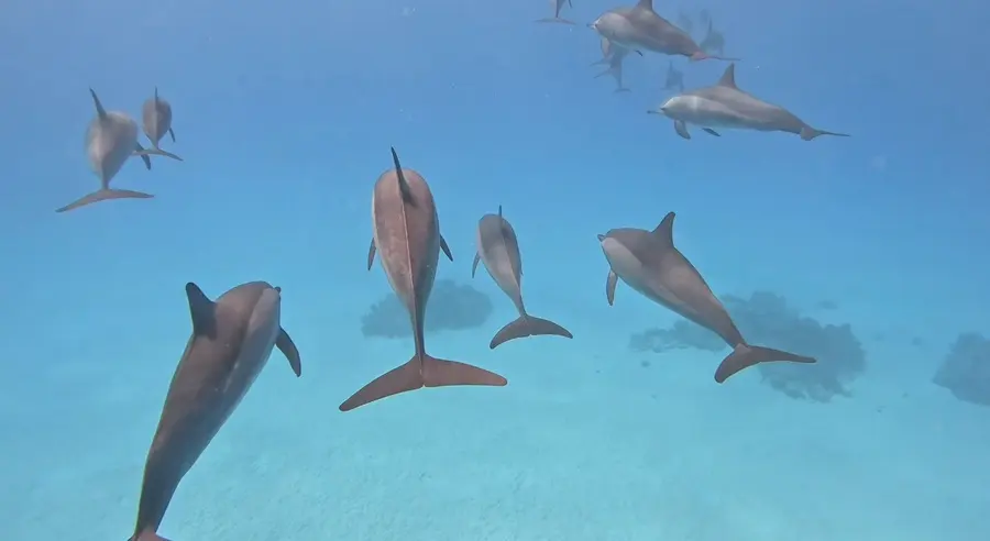 Dolphins in the distance