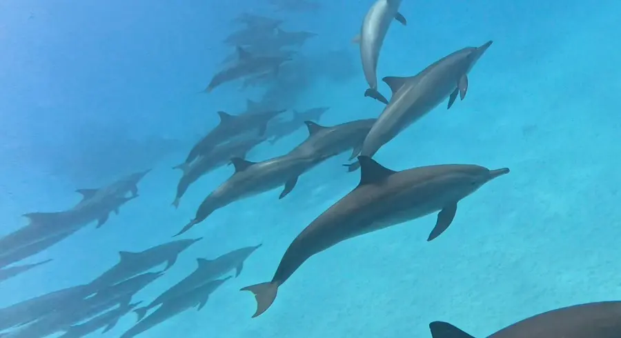 Pod of dolphins underwater