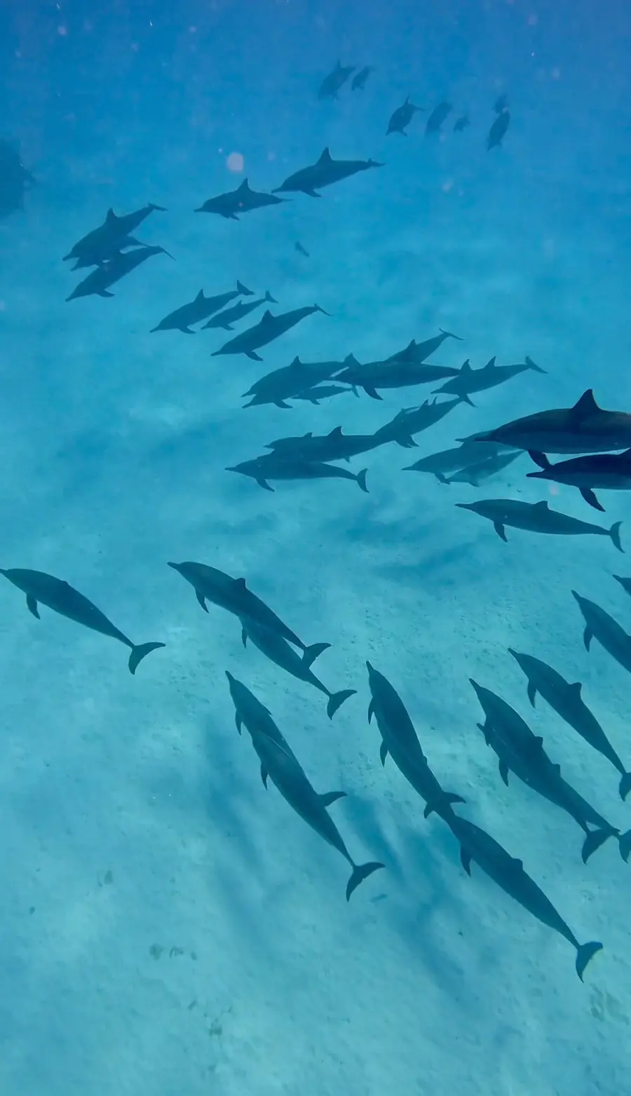 Dolphin pod swimming