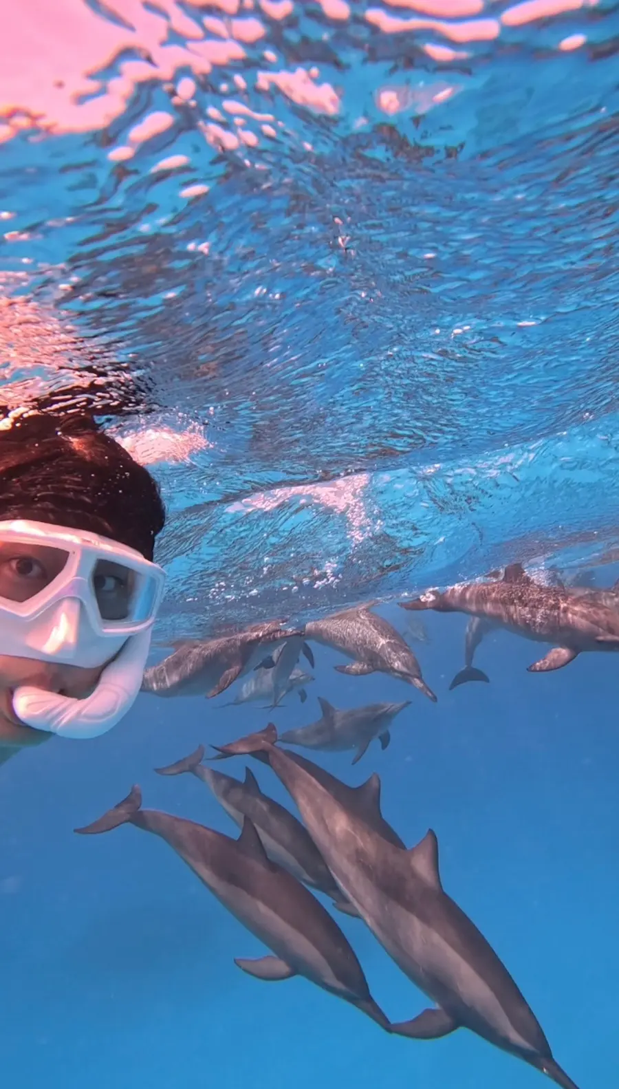 Dolphin looking at camera