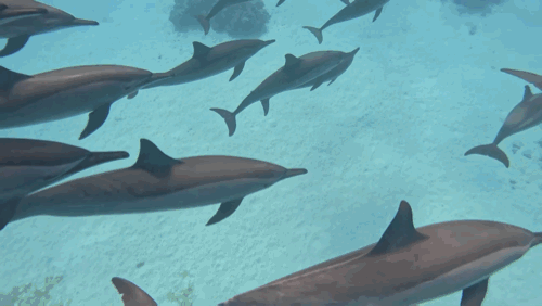 Dolphin swimming close to surface