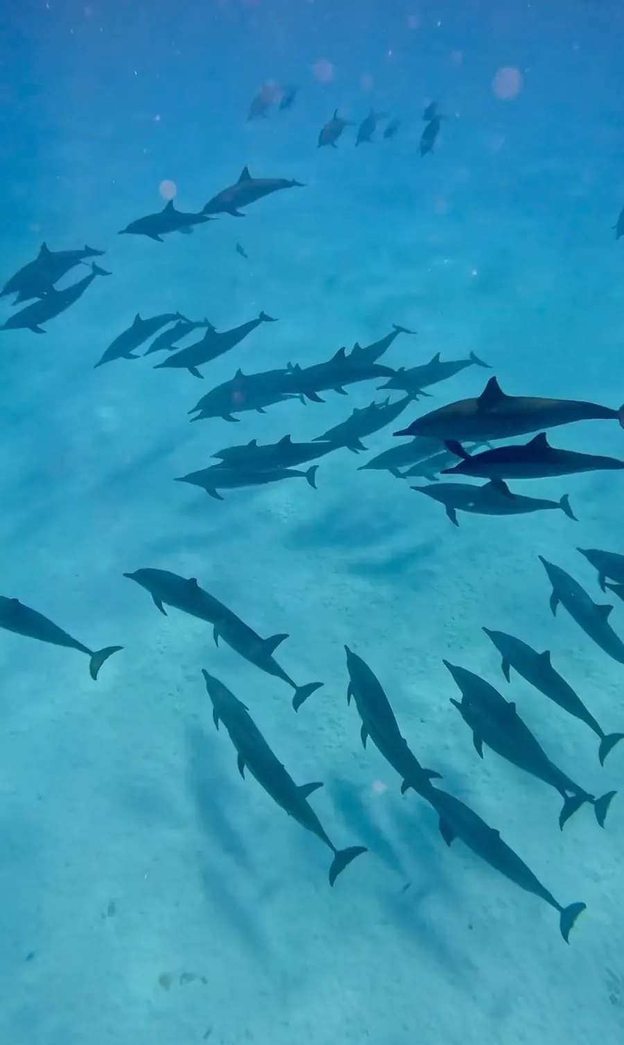 Dolphins swimming close