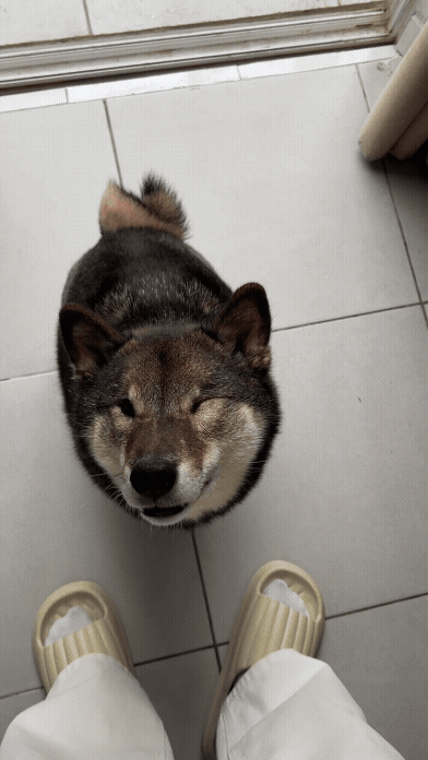 Shiba dogs