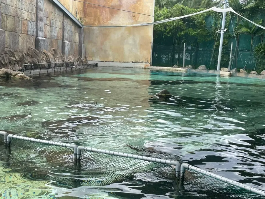 シンガポール・セントーサ島|アドベンチャー・コーブ・ウォーターパーク予約|イルカ・エイ의 餌やり体験、熱帯魚とのシュノーケリング|体験記・お得な割引方法|
