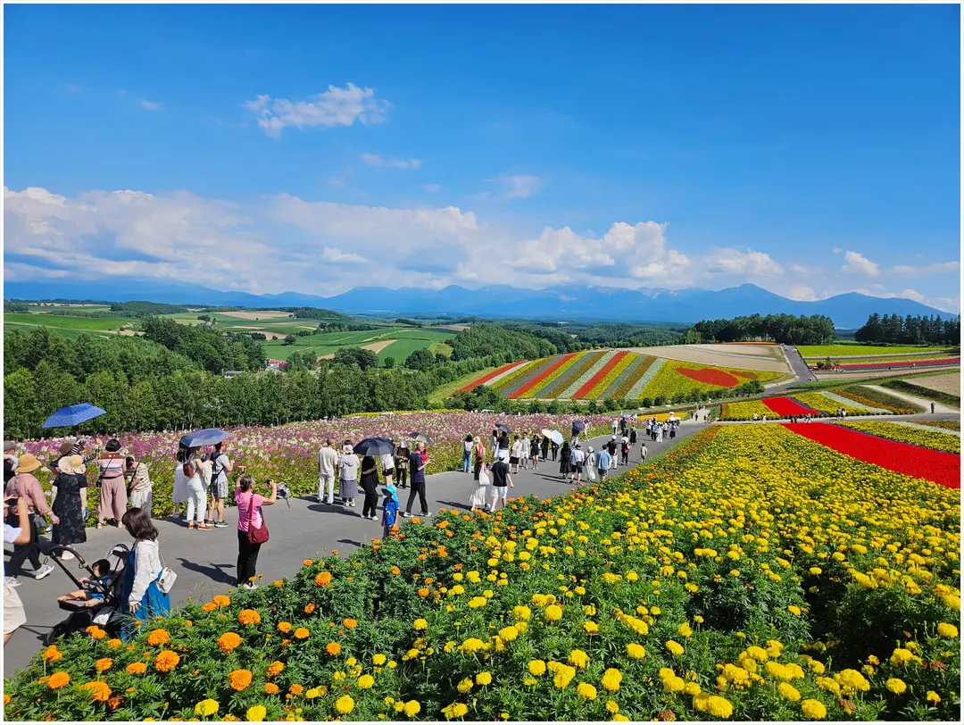 Sapporo Lavender Trip