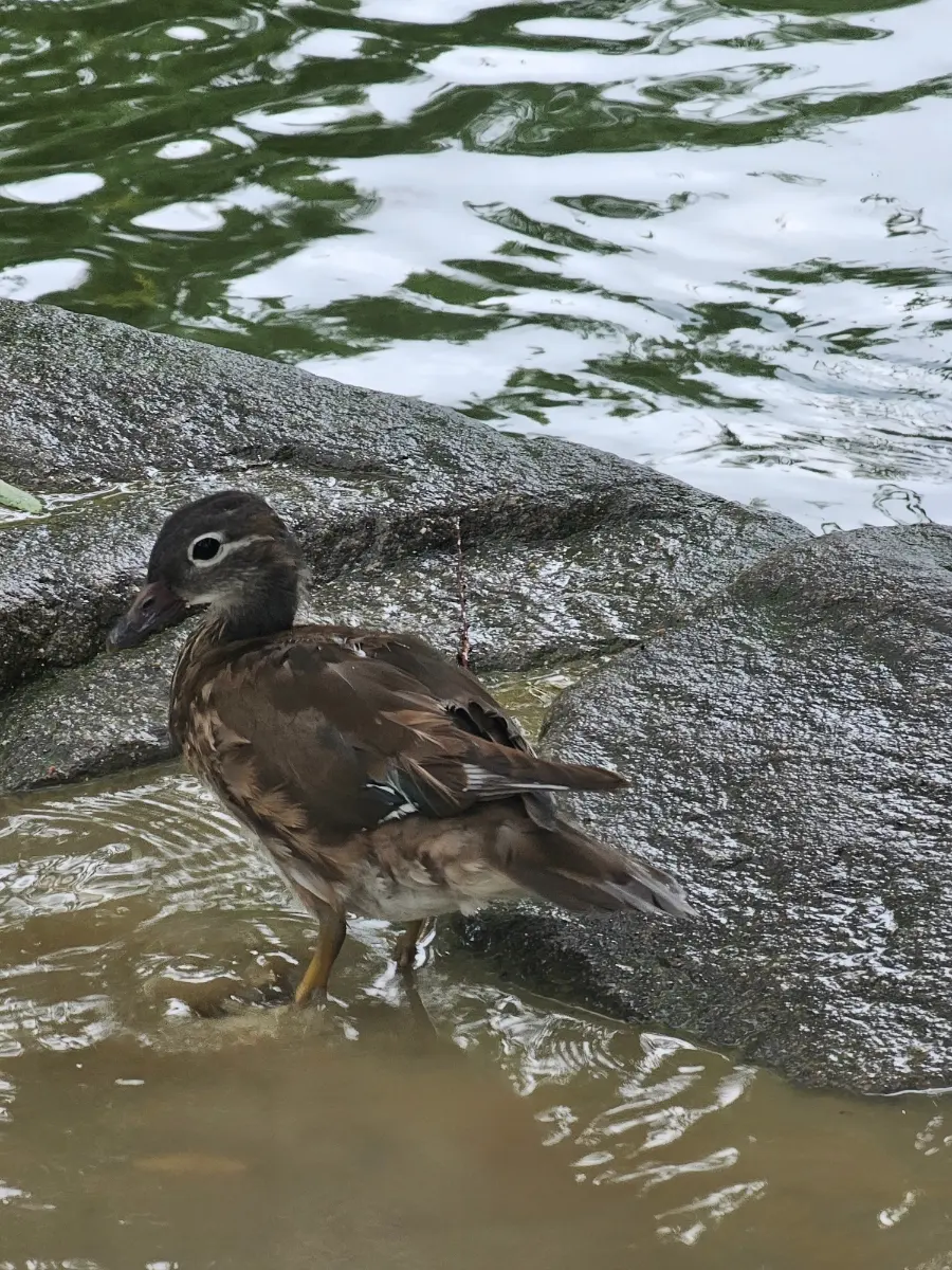 広寒楼苑の春香のブランコ