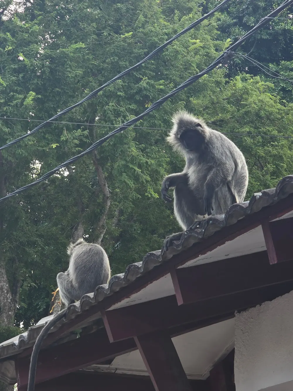 Monkey Hill