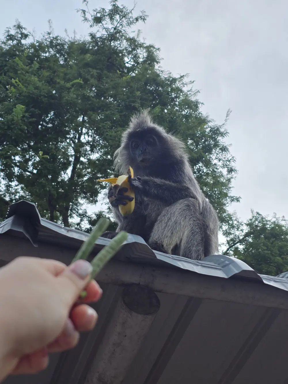 Feeding Monkeys