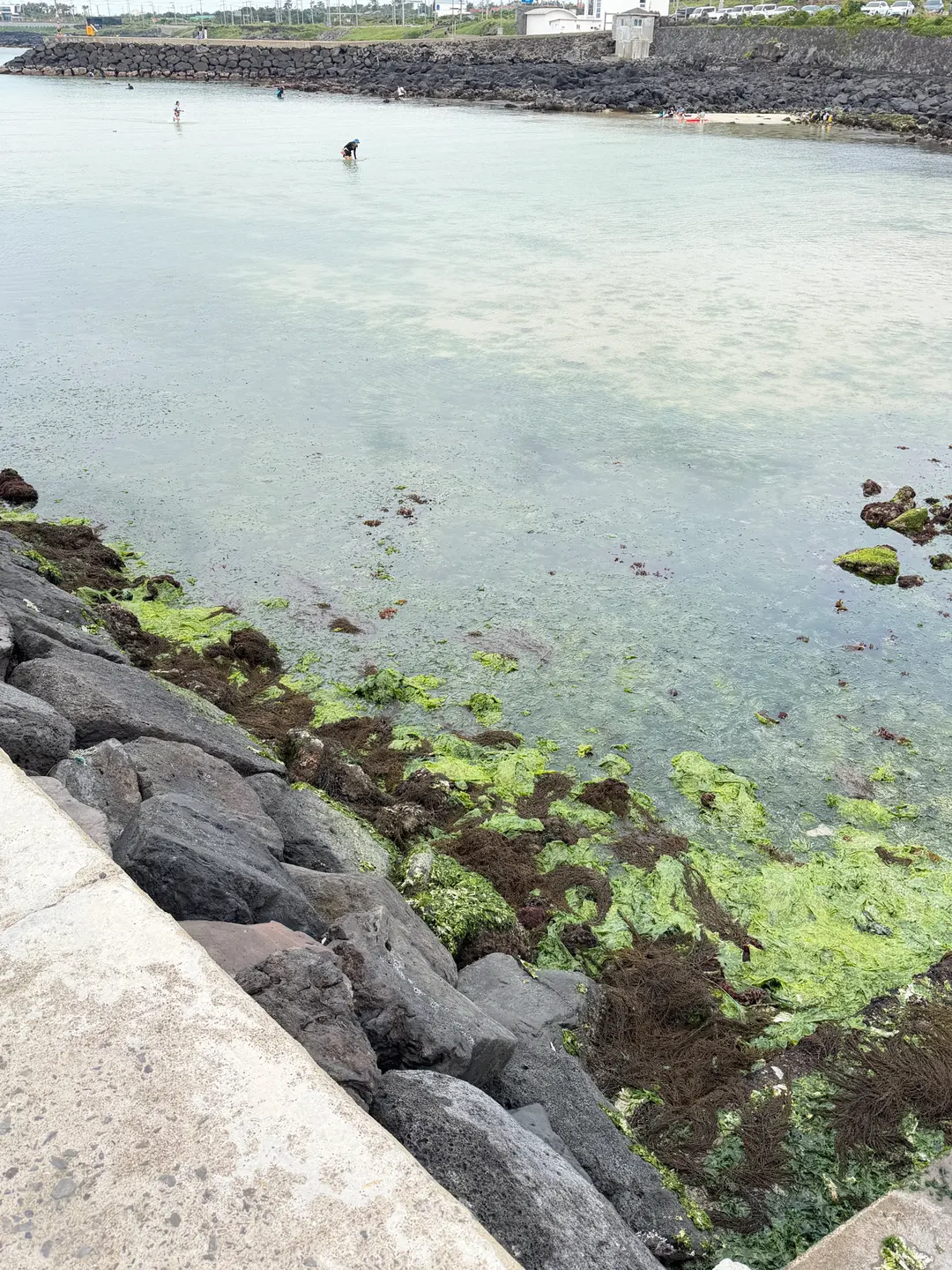 Seaweed on the steps