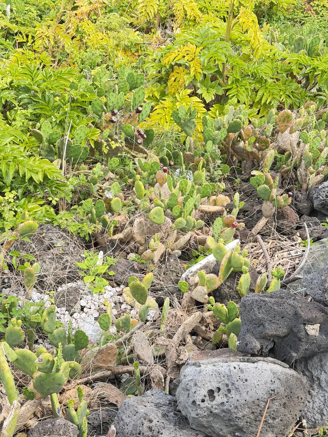 Wild cacti growing by the road