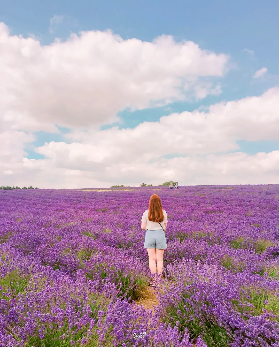 Snowshill Lavender Fields