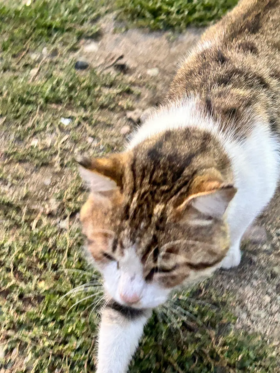 Friendly Cat at Restaurant