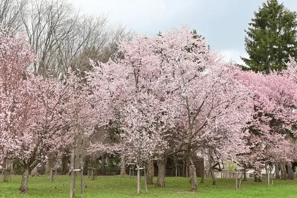旭川の桜