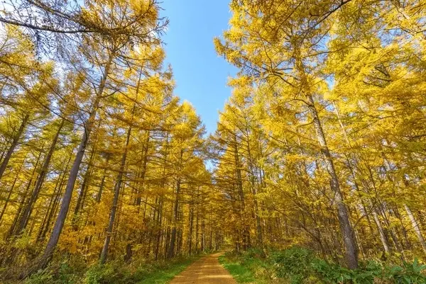 大雪山の紅葉