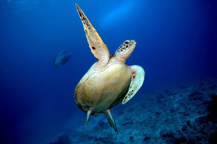 Snorkelers in shallow reef