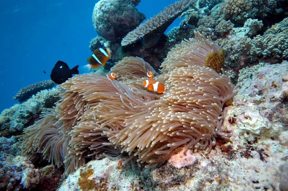 Coral garden