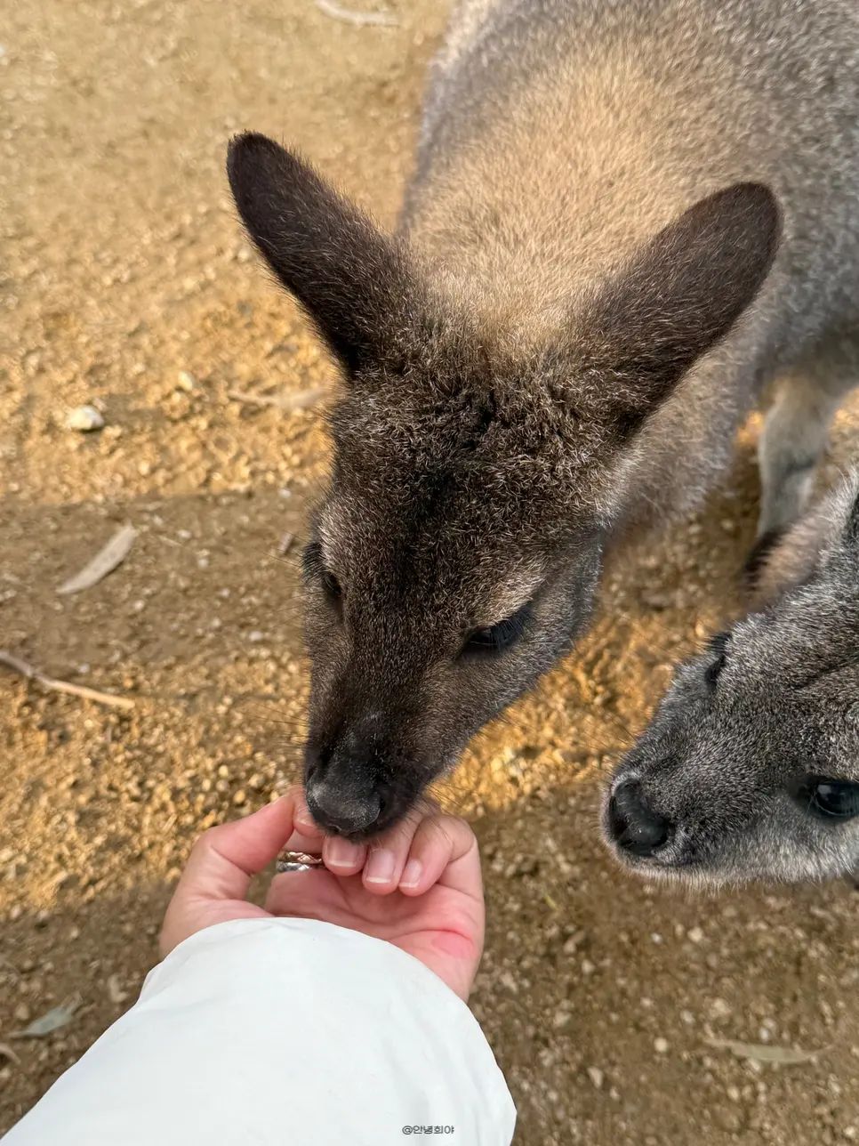 マルー動物園のコアラ